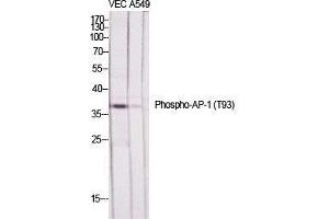 Western Blot (WB) analysis of specific cells using Phospho-AP-1 (T93) Polyclonal Antibody.