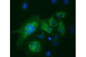 Immunofluorescence (IF) image for anti-Fumarylacetoacetate Hydrolase Domain Containing 2A (FAHD2A) antibody (ABIN1498180) (FAHD2A anticorps)