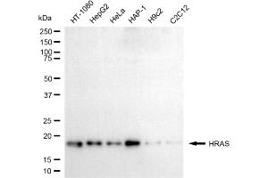Western blotting analysis using HRAS antibody (ABIN7799000). (HRAS anticorps)