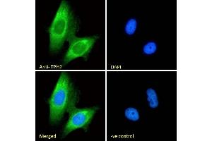 (ABIN185533) Immunofluorescence analysis of paraformaldehyde fixed U251 cells, permeabilized with 0. (Tryptophan Hydroxylase 2 anticorps  (Internal Region))