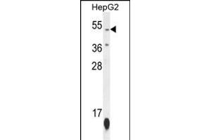 ZN Antibody (N-term) (ABIN654506 and ABIN2844235) western blot analysis in HepG2 cell line lysates (35 μg/lane). (ZNF566 anticorps  (N-Term))