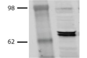 Western Blot analysis of Bovine MDBK cell lysates showing detection of Hsp70 protein using Mouse Anti-Hsp70 Monoclonal Antibody, Clone BB70 (ABIN361709 and ABIN361710). (HSP70/HSC70 anticorps)