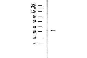 anti-Neuralized Homolog 2 (NEURL2) (Internal Region) antibody