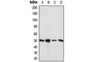 Western blot analysis of ANGPTL7 expression in MCF7 (A), HuvEc (B), mouse liver (C), rat liver (D) whole cell lysates. (ANGPTL7 anticorps  (C-Term))