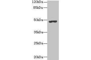 Western blot All lanes: PSG3 antibody at 10 μg/mL + HepG2 whole cell lysate Secondary Goat polyclonal to rabbit IgG at 1/10000 dilution Predicted band size: 48 kDa Observed band size: 48 kDa (PSG3 anticorps  (AA 35-310))