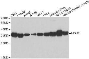 Western blot analysis of extracts of various cell lines, using MDH2 antibody. (MDH2 anticorps  (AA 59-338))