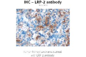 Image no. 1 for anti-Low Density Lipoprotein Receptor-Related Protein 2 (LRP2) (C-Term) antibody (ABIN489961) (LRP2 anticorps  (C-Term))