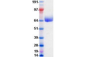 Validation with Western Blot (EPH Receptor A5 Protein (EPHA5) (DYKDDDDK-His Tag))