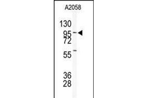 Western blot analysis of anti-USP5 Antibody (N-term) (ABIN1882150 and ABIN2839176) in  cell line lysates (35 μg/lane). (USP5 anticorps  (N-Term))