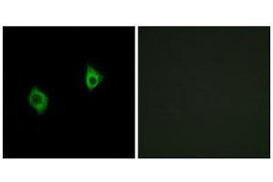 Immunofluorescence (IF) image for anti-Ribosomal Protein S9 (RPS9) (Internal Region) antibody (ABIN1850599) (RPS9 anticorps  (Internal Region))