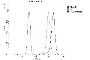 Flow Cytometry analysis of HELA cells using anti-MCU antibody (ABIN7601931). (MCU anticorps  (AA 51-351))