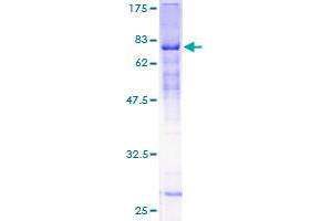 Image no. 1 for Zinc Finger Protein 19 (ZNF19) (AA 1-458) protein (GST tag) (ABIN1325951)