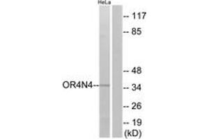 Western blot analysis of extracts from HeLa cells, using OR4N4 Antibody. (OR4N4 anticorps  (AA 56-105))