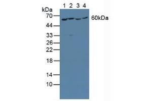 Figure. (YARS anticorps  (AA 2-528))