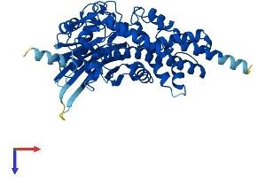 AlphaFold protein structure predicition of Mouse Recombinant Gck Protein, UniprotID P52792