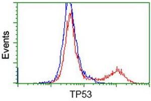 Image no. 7 for anti-Tumor Protein P53 (TP53) antibody (ABIN1499968) (p53 anticorps)