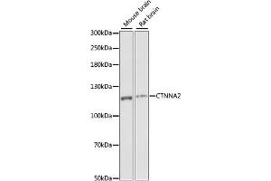 Western blot analysis of extracts of various cell lines, using CTNN antibody (ABIN7266134) at 1:1000 dilution. (CTNNA2 anticorps  (AA 150-300))