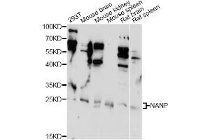 Western blot analysis of extracts of various cell lines, using NANP antibody (ABIN6291653) at 1:1000 dilution. (NANP anticorps)
