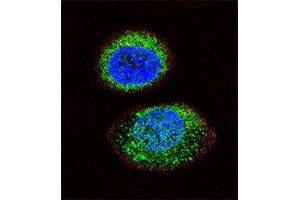 Confocal immunofluorescent analysis of PTEN antibody with MCF-7 cells followed by Alexa Fluor 488-conjugated goat anti-rabbit lgG (green).