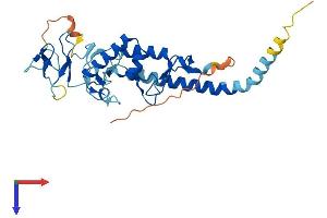 AlphaFold protein structure predicition of Human Recombinant RNF144B Protein, UniprotID Q7Z419