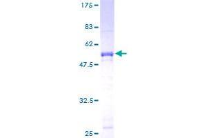 Image no. 1 for Activating Transcription Factor 2 (ATF2) (AA 1-209) protein (GST tag) (ABIN1345923)