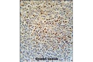 SLC4A7 Antibody (C-term) (ABIN651842 and ABIN2840419) immunohistochemistry analysis in formalin fixed and paraffin embedded human spleen tissue followed by peroxidase conjugation of the secondary antibody and DAB staining.