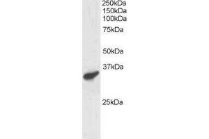 ABIN184926 staining (1µg/ml) of Human Heart lysate (RIPA buffer, 30µg total protein per lane). (PCGF3 anticorps  (C-Term))