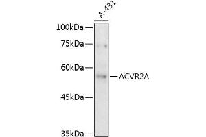 Western blot analysis of extracts of A-431 cells, using A antibody (ABIN3015791, ABIN3015792, ABIN3015793 and ABIN6219141) at 1:500 dilution. (ACVR2A anticorps  (AA 20-140))