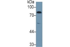 Rabbit Detection antibody from the kit in WB with Positive Control: Sample Rat serum.