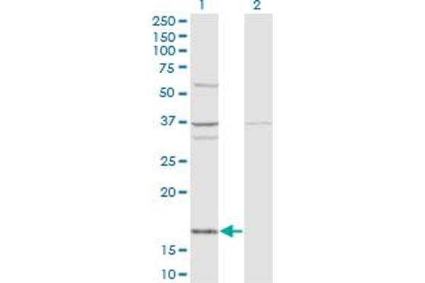 FAU anticorps  (AA 1-133)