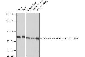 Western blot analysis of extracts of various cell lines, using Thioredoxin reductase 2 (Thioredoxin reductase 2 (TXNRD2 ) ) Rabbit mAb (ABIN7270807) at 1:1000 dilution. (TXNRD2 anticorps)