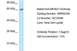 Western Blotting (WB) image for anti-Monooxygenase, DBH-Like 1 (MOXD1) (C-Term) antibody (ABIN971164) (MOXD1 anticorps  (C-Term))