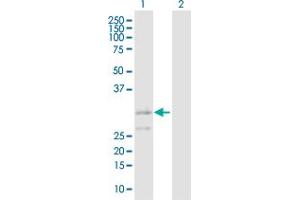 Western Blot analysis of BAK1 expression in transfected 293T cell line by BAK1 MaxPab polyclonal antibody.