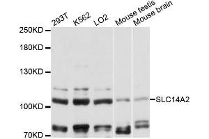 Western blot analysis of extracts of various cell lines, using SLC14A2 antibody (ABIN6292331) at 1:3000 dilution.