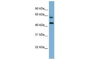 WB Suggested Anti-RMND1  Antibody Titration: 0. (RMND1 anticorps  (Middle Region))
