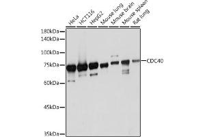 Western blot analysis of extracts of various cell lines, using CDC40 Rabbit mAb (ABIN7266255) at 1:1000 dilution. (CDC40 anticorps)