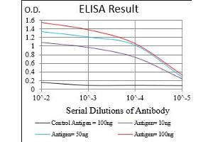 Fig. (Cyclin E1 anticorps  (AA 307-410))