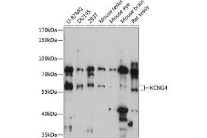 Western blot analysis of extracts of various cell lines, using KCNG4 antibody (ABIN7269489) at 1:3000 dilution. (KCNG4 anticorps  (AA 1-220))