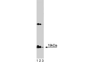 Western blot analysis of alpha-Synuclein on rat brain lysate. (SNCA anticorps  (AA 15-123))