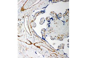Anti-Iduronate 2 sulfatase antibody, IHC(P) IHC(P): Human Placenta Tissue