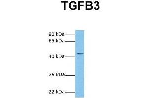 Host:  Rabbit  Target Name:  TGFB3  Sample Tissue:  Human MCF7  Antibody Dilution:  1. (TGFB3 anticorps  (Middle Region))