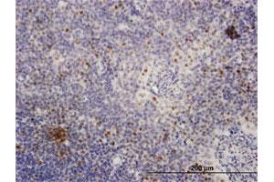 Immunoperoxidase of purified MaxPab antibody to MCM4 on formalin-fixed paraffin-embedded human tonsil. (MCM4 anticorps  (AA 1-863))