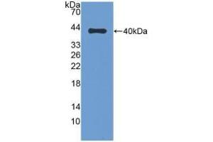 Detection of Recombinant DEFb1, Bovine using Polyclonal Antibody to Defensin Beta 1 (DEFb1) (beta Defensin 1 anticorps  (AA 2-64))