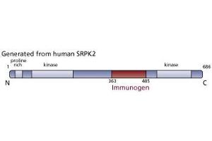 Image no. 3 for anti-SFRS Protein Kinase 2 (SRPK2) (AA 363-485) antibody (ABIN968376) (SRPK2 anticorps  (AA 363-485))