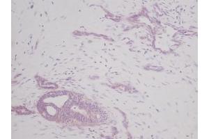 Image no. 3 for anti-KIT Ligand (KITLG) antibody (ABIN465573)