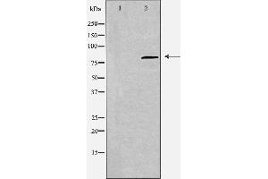 Western blot analysis of extracts from rat brain cells, using CDH22 antibody.
