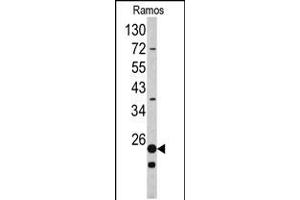 Western blot analysis of RPS9 antibody in Ramos cell line lysates (35ug/lane) (RPS9 anticorps  (C-Term))