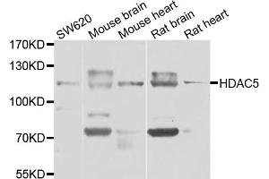 Western blot analysis of extracts of various cell lines, using HDAC5 antibody (ABIN6290464) at 1:1000 dilution. (HDAC5 anticorps)