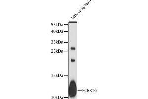 Western blot analysis of extracts of mouse spleen, using FCER1G antibody (ABIN6131643, ABIN6140539, ABIN6140540 and ABIN6216687) at 1:1000 dilution.