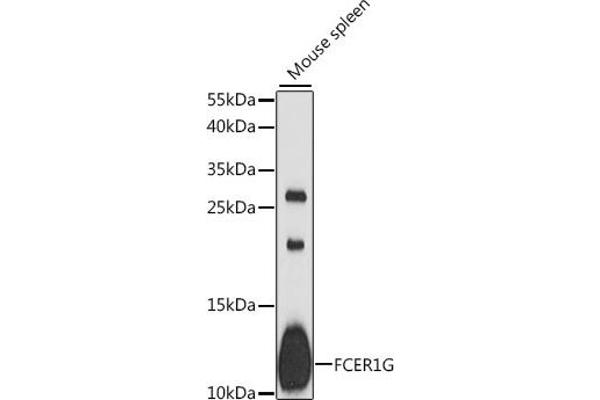 FCER1G Antikörper  (AA 19-86)